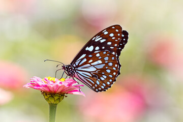 Blue tiger butterfly on a pink zinnia flower with green background