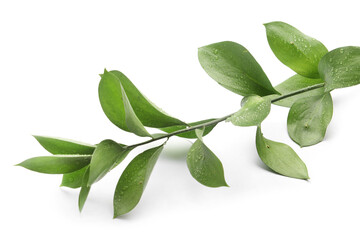 Branch with green leaves isolated on white