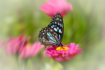 Blue tiger butterfly on a pink zinnia flower with green background.