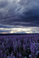 Valensole