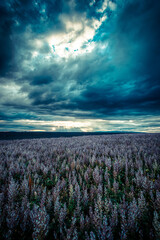 Valensole