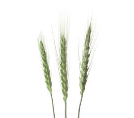 Fototapeta premium Green wheat spikelets on white background