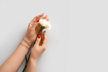 Female hands with stylish jewels holding Carnation flower on light background