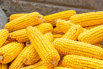 Fresh corn texture, macro, close up of raw yellow corn grains background, rural concept. Plant farmer, Freshly harvested corn. Eco-corn, vegetarian