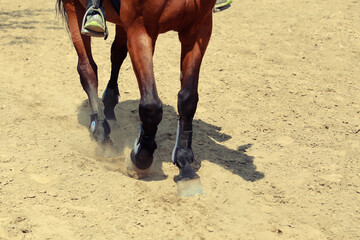 Close up view on the hooves of horses running through a dusty field.