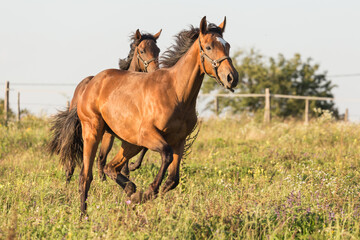 Obraz na płótnie Canvas Horses run gallop in meadow