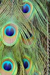 colorful peacock tail feathers with blue circles close-up