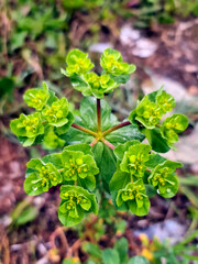 Euphorbia helioscopia