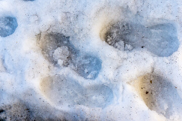 Fototapeta na wymiar View from above of footprints from boots in the snow