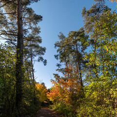 Fototapeta premium A colored path runs through a pine forest