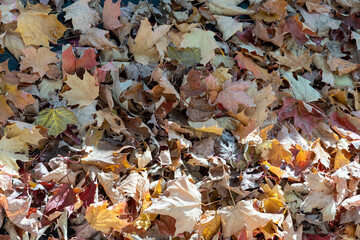 Pile of autumn maple leaves