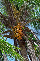 Yellow palm tree fruits (Syagrus romanzoffiana), Rio
