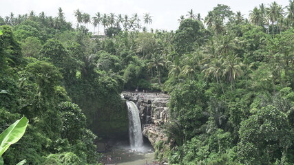 Fototapeta premium walls vegetation waterfall water visitation tourism people integration nature visit religious site natural palm trees trees flowers plants Indonesia Ubud Bali Indonesia Asia