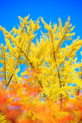 autumn leaves on the tree