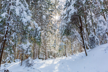 Pine trees covered with snow on frosty morning