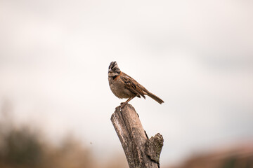 Pájaro Chingolo sobre rama