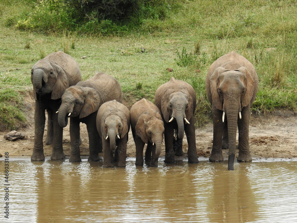 Poster Beautiful view of elephants drinking from the river in Kruger National Park in South Africa