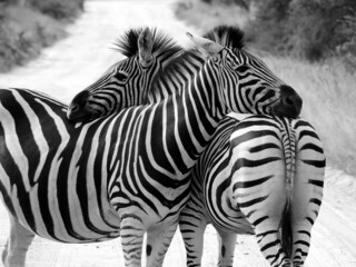 Grayscale of two beautiful zebras in Kruger National Park in South Africa - obrazy, fototapety, plakaty
