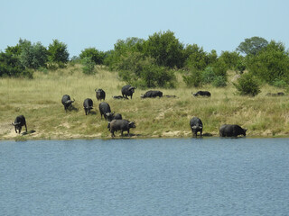 Beautiful view of buffalos by the lake in Kruger National Park in South Africa