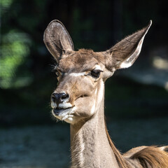 The common eland, Taurotragus oryx is a savannah antelope