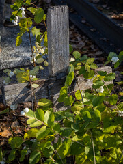 Old wooden cross at the cemetery. 