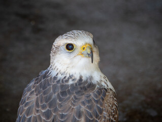 Beautiful white headed Arabic falcon - closeup shot