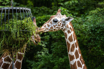 The giraffe, Giraffa camelopardalis is an African mammal