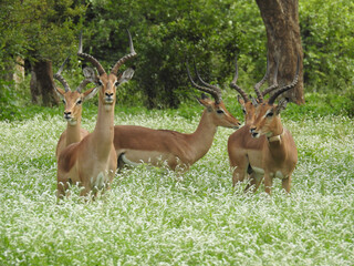 Beautiful view of springboks in Kruger National Park in South Africa - obrazy, fototapety, plakaty