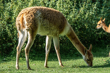 Vicunas, Vicugna Vicugna, relatives of the llama