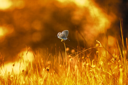 Fototapeta Butterfly on a blade of grass in sunlight, Indonesia