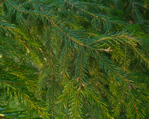 fir tree branches background. Christmas tree braches background, New Year theme. Merry Christmas and Happy New Year Holidays greeting card, frame, banner. Noel. copy space