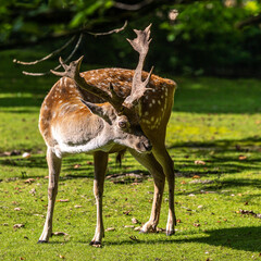 The fallow deer, Dama mesopotamica is a ruminant mammal