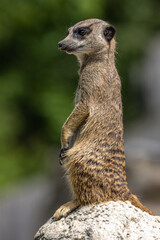 Meerkat, Suricata suricatta sitting on a stone and looking into the distance