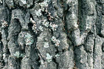 Texture - birch bark with elements of green moss