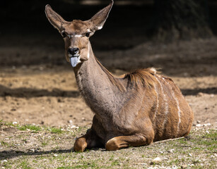 Greater kudu, Tragelaphus strepsiceros is a woodland antelope