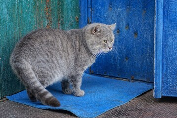 one big gray cat stands outside by the blue door