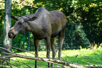 European Moose, Alces alces, also known as the elk