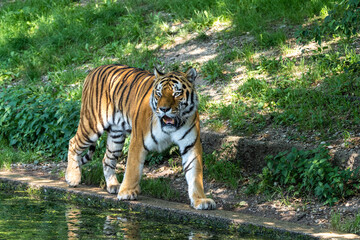 The Siberian tiger,Panthera tigris altaica in a park