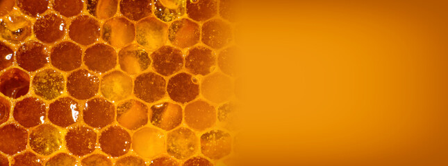 Amber sweet honey in honeycombs. The place for your text