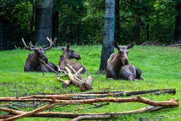 European Moose, Alces alces, also known as the elk