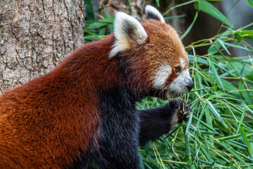 The red panda, Ailurus fulgens, also called the lesser panda.