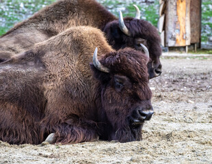 Fototapeta premium American buffalo known as bison, Bos bison in the zoo