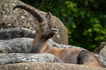 Male mountain ibex or capra ibex on a rock