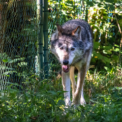 European Grey Wolf, Canis lupus in a german park