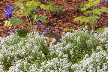 Squirrel sitting in field of white flowers