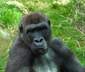 Gorillas are ground-dwelling, predominantly herbivorous apes, Sub-Saharan Africa