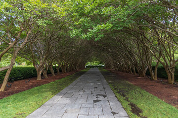 Walking path through tree arch

