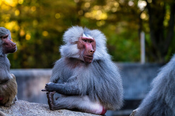 The hamadryas baboon, Papio hamadryas is a species of baboon