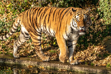 The Siberian tiger,Panthera tigris altaica in the zoo