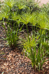 Papyrus plant on a sunny day
